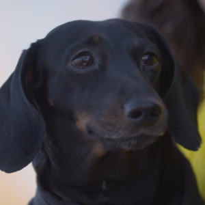 5 year old Dachshund patient on The Supervet