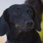 5 year old Dachshund patient on The Supervet