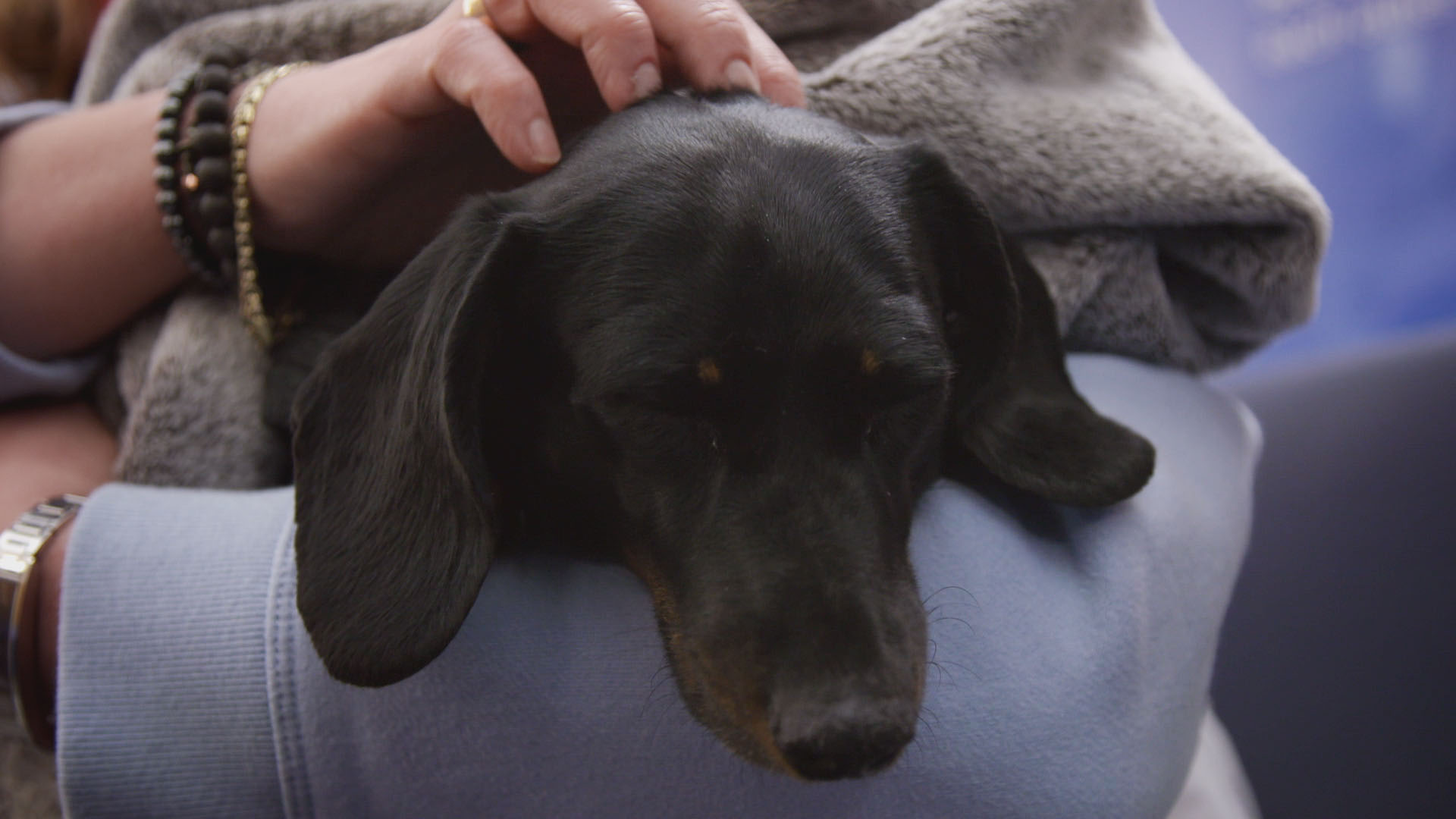 5 year old Dachshund patient on The Supervet
