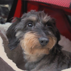 Wirehaired Dachshund Olive on The Supervet