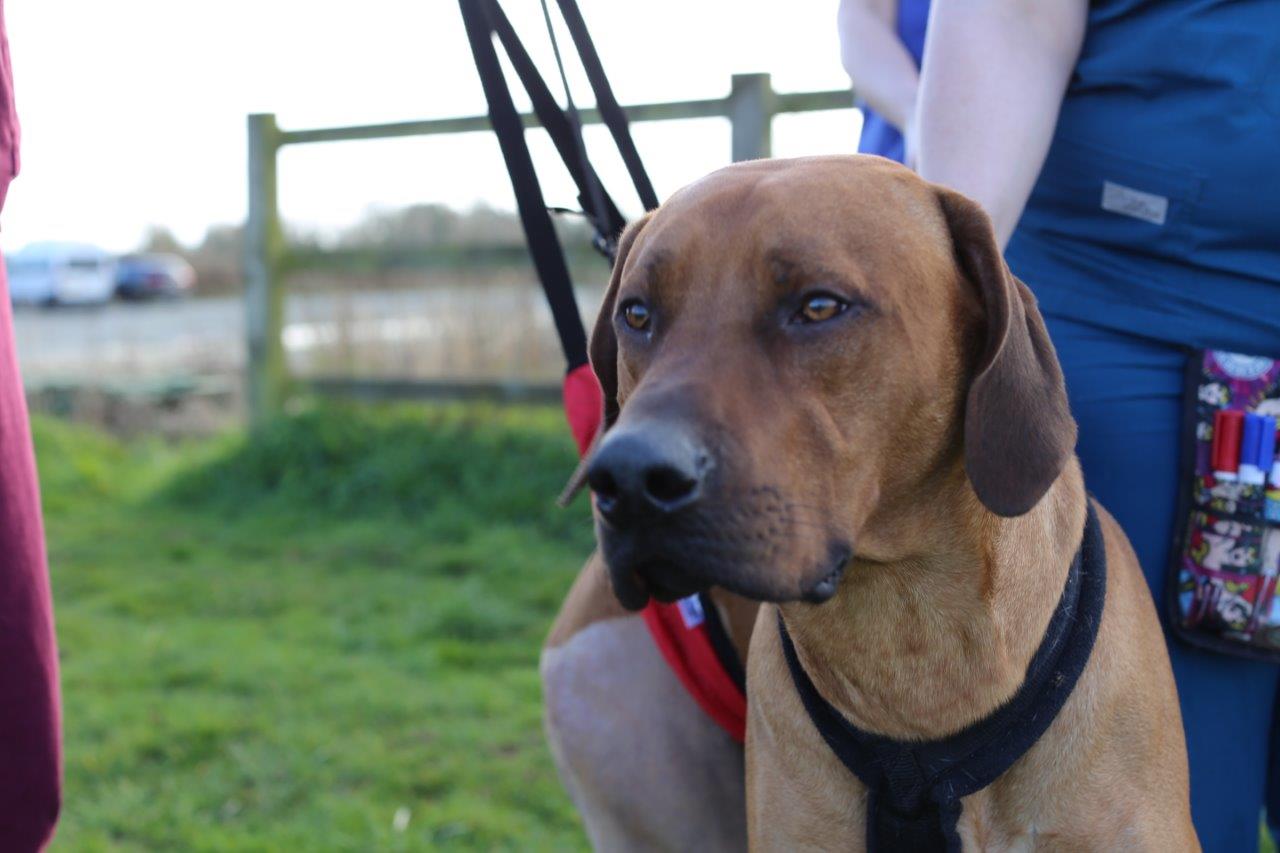 Ridgeback patient on The Supervet