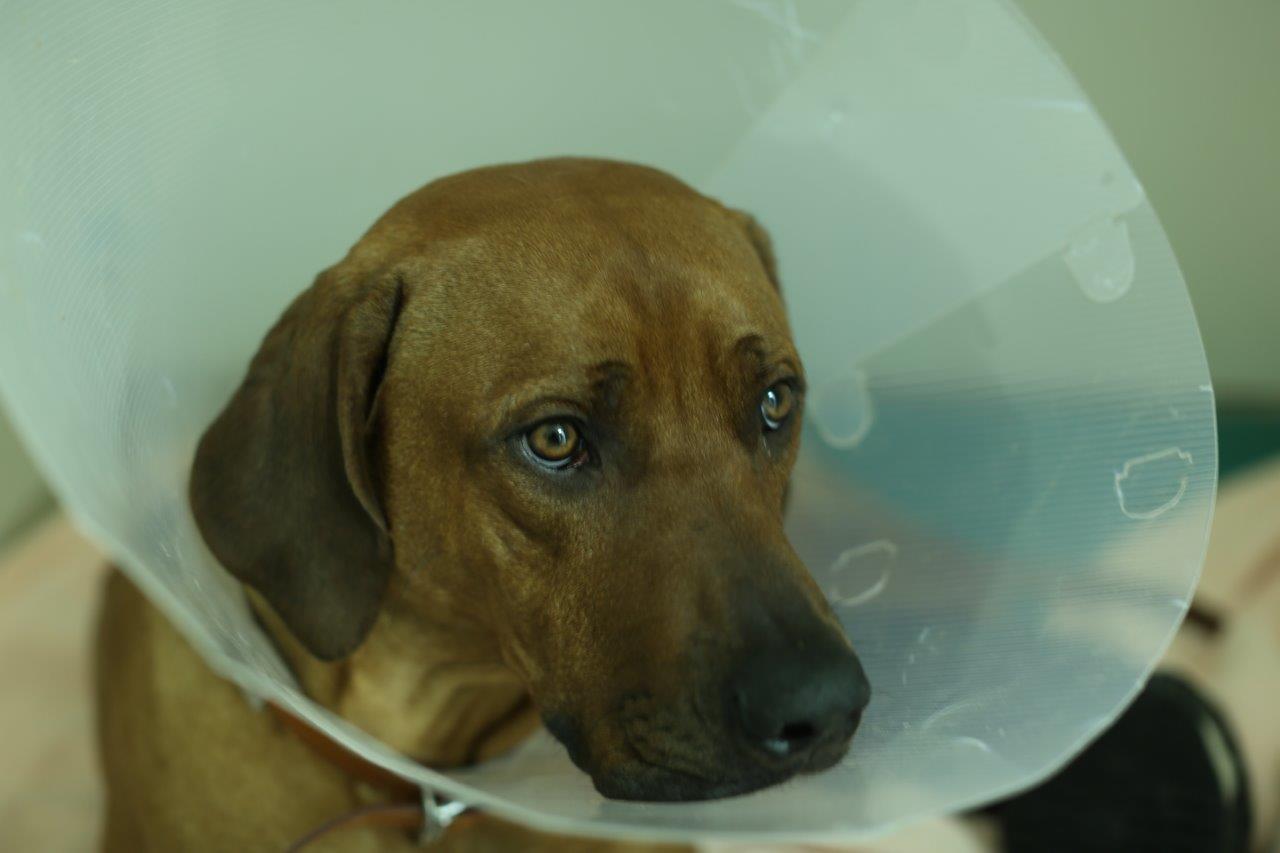 Ridgeback patient on The Supervet