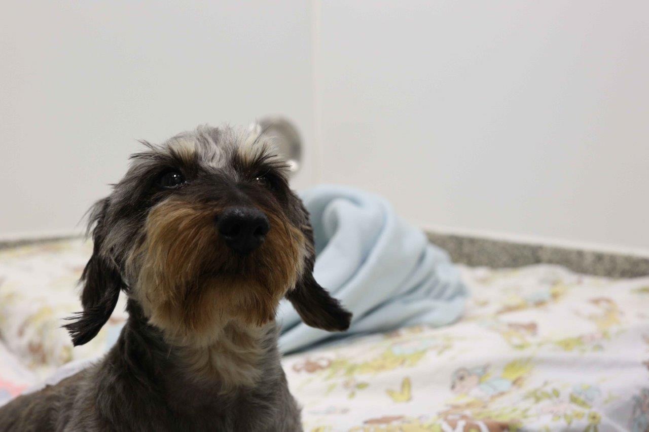 Wirehaired Dachshund Olive in the wards on The Supervet