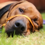 Ridgeback patient on The Supervet