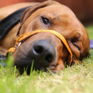 Ridgeback patient on The Supervet