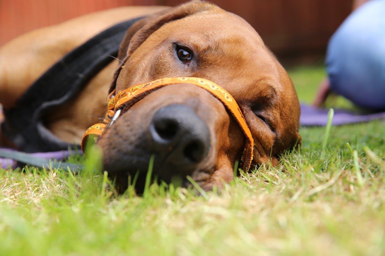 Ridgeback patient on The Supervet