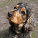 Cocker Spaniel Remy on The Supervet