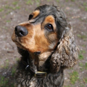 Cocker Spaniel Remy on The Supervet