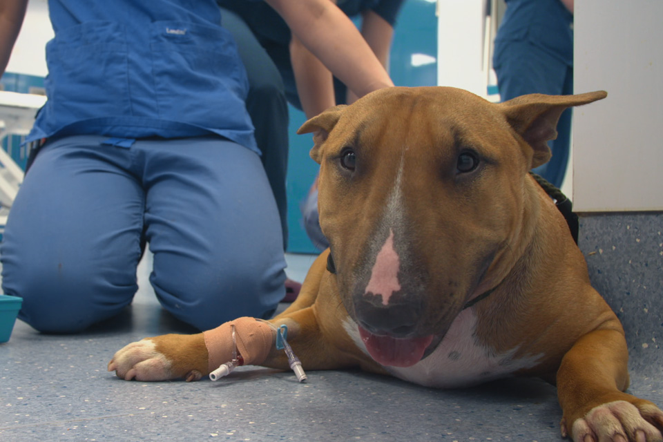 Bull Terrier puppy on The Supervet