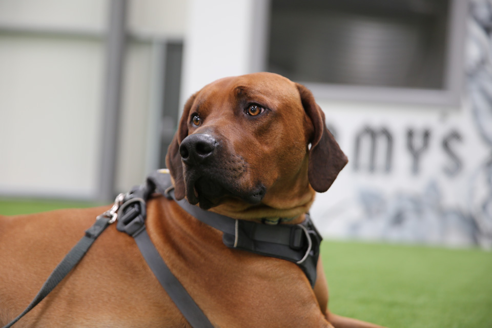 Ridgeback patient on The Supervet