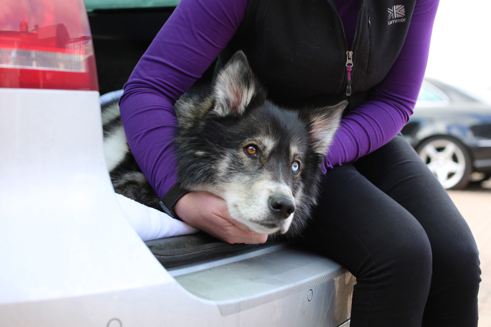 Collie cross dog sitting in boot of car