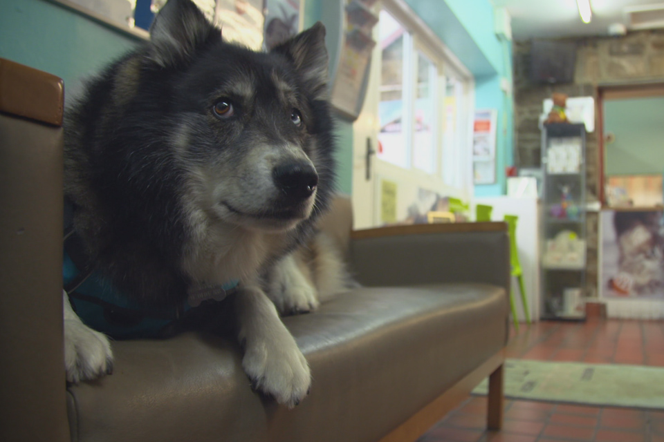 Collie cross at an animal shelter