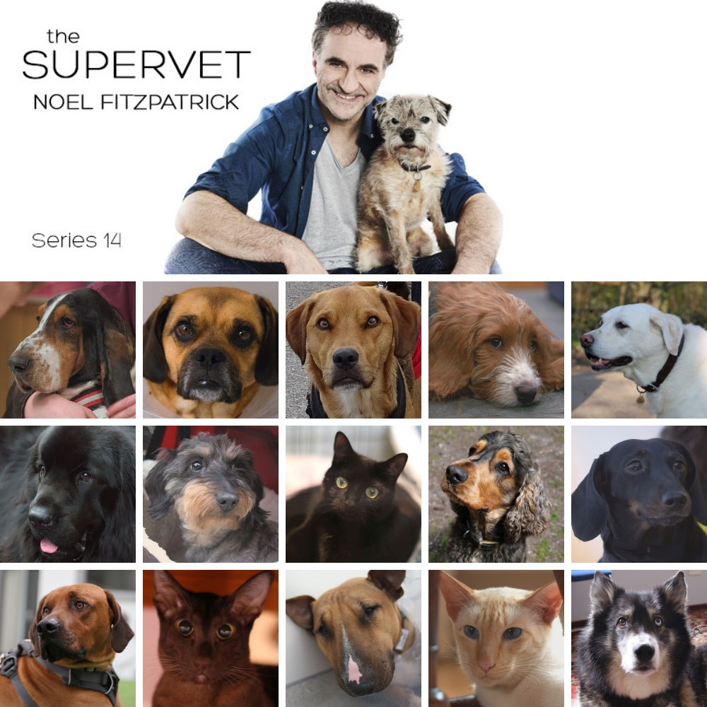 The Supervet Noel Fitzpatrick and patients from series 14