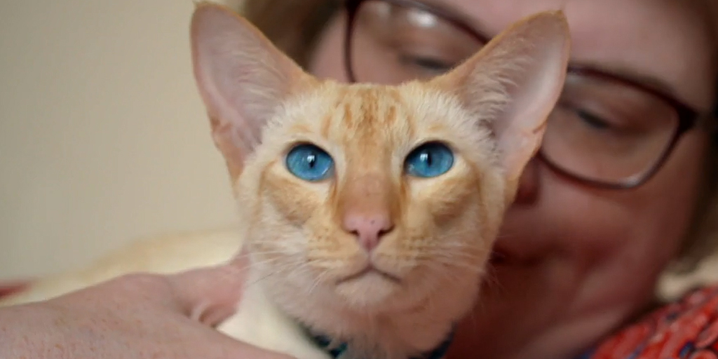 Siamese cat on The Supervet