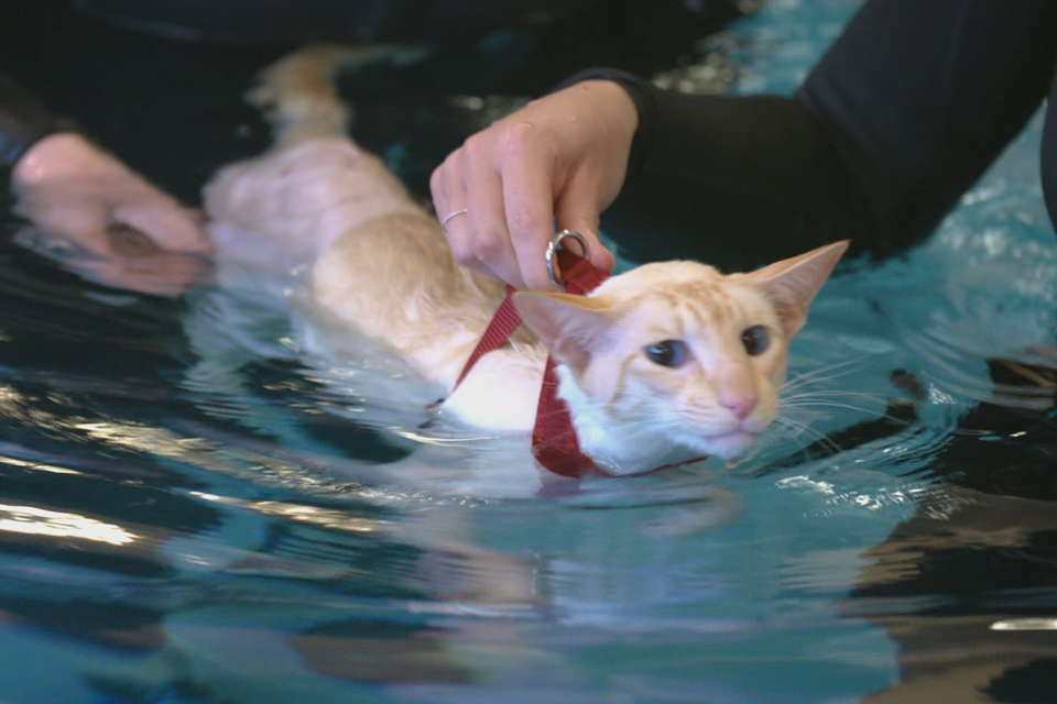 Siamese cat having hydrotherapy on The Supervet
