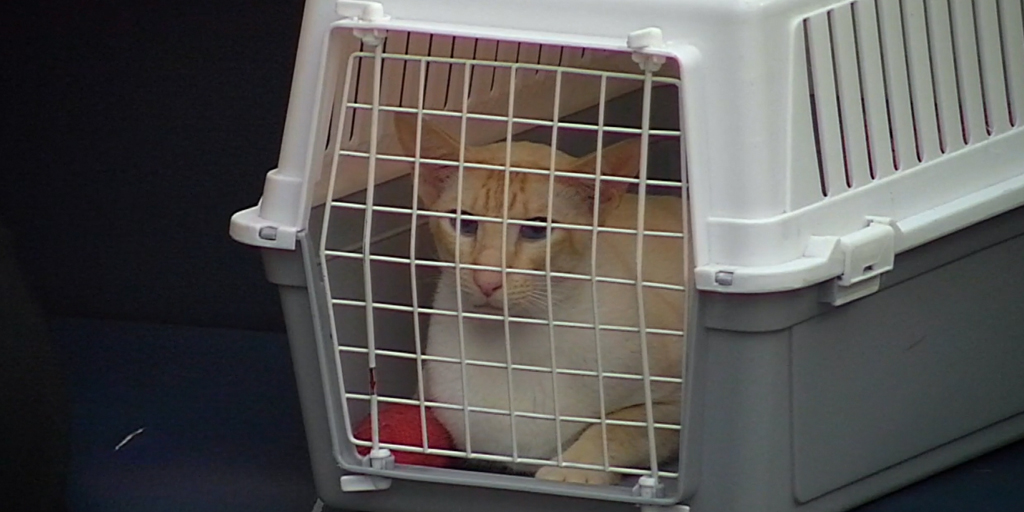 Siamese cat sitting in cat box