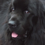 Newfoundland puppy on The Supervet