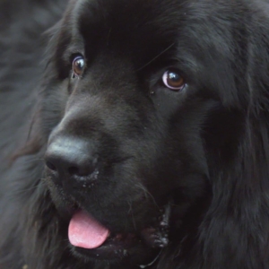 Newfoundland puppy on The Supervet