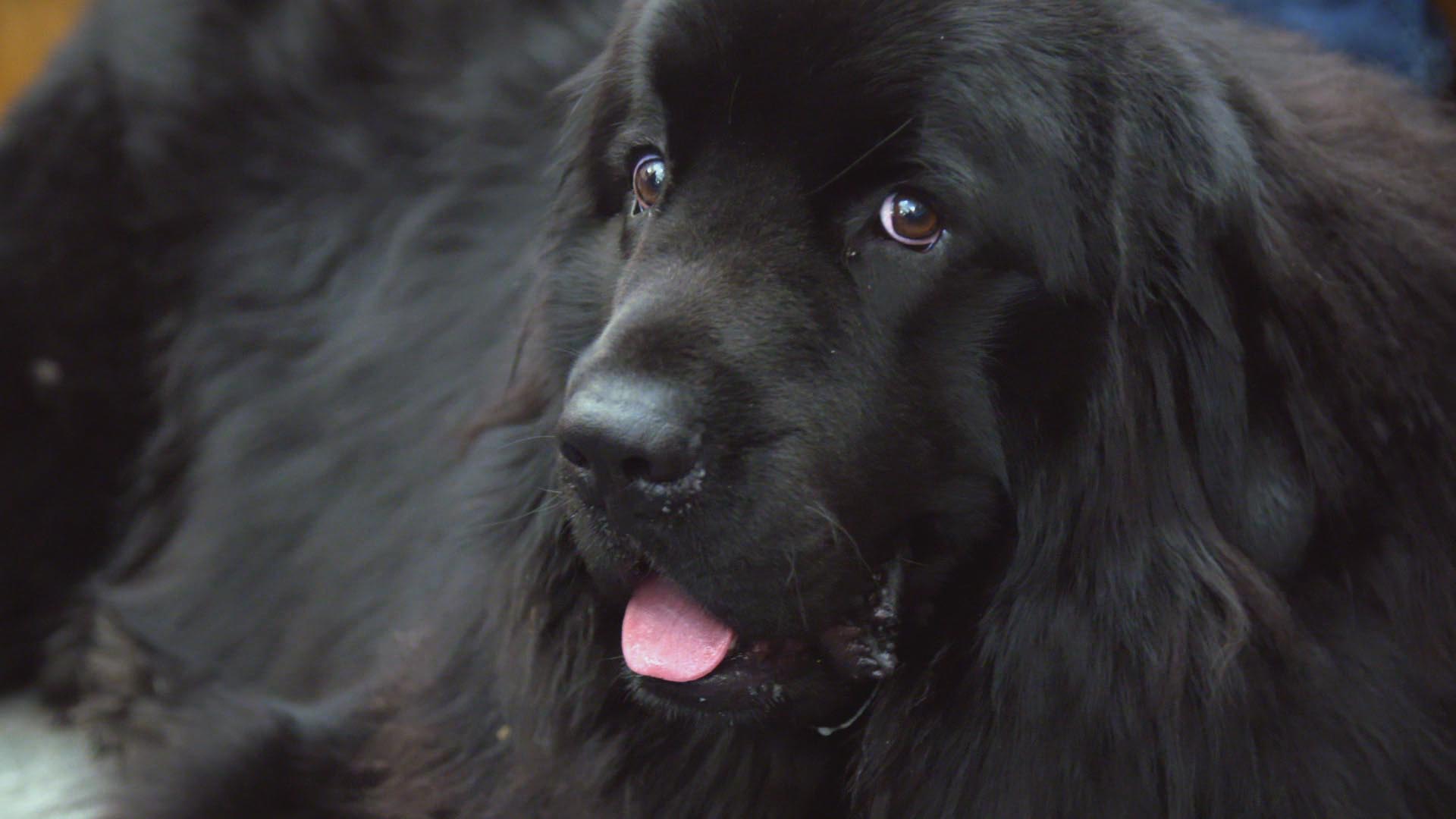 Newfoundland puppy on The Supervet