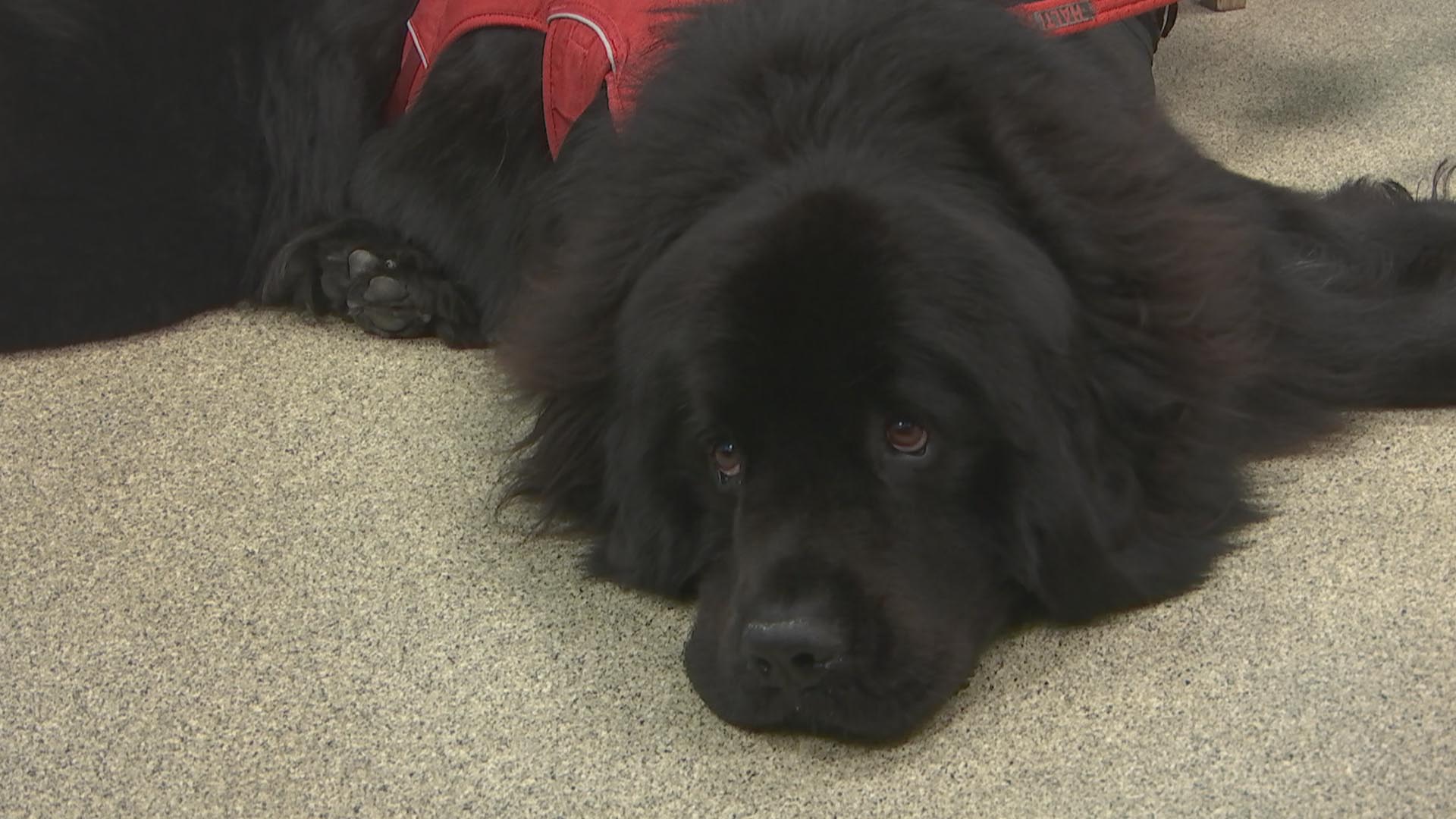 Newfoundland puppy on The Supervet