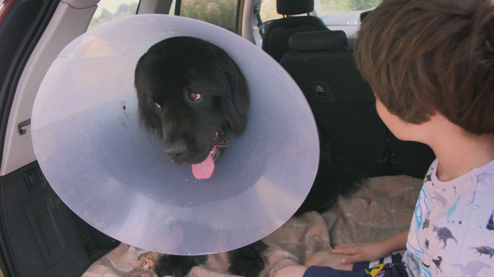 Newfoundland puppy after surgery on The Supervet