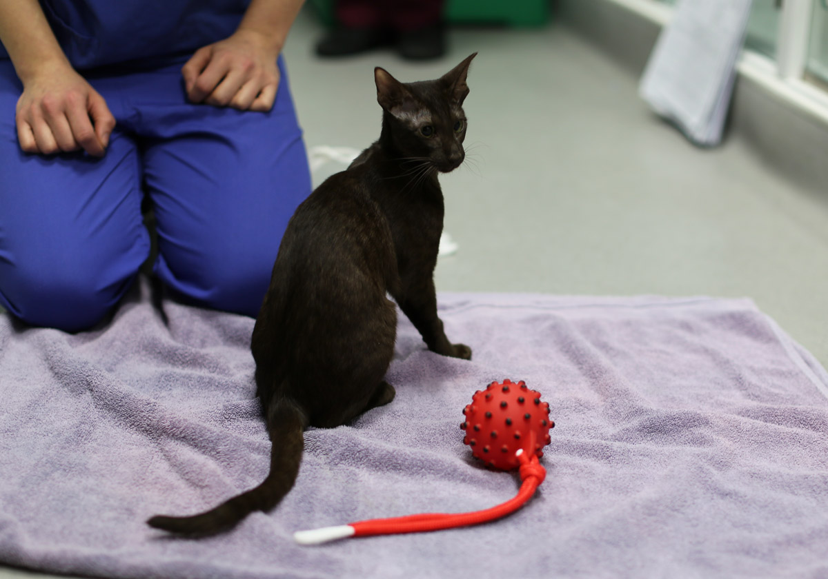 Havana Oriental kitten on The Supervet