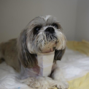 Shih Tzu recovering in wards after spinal surgery