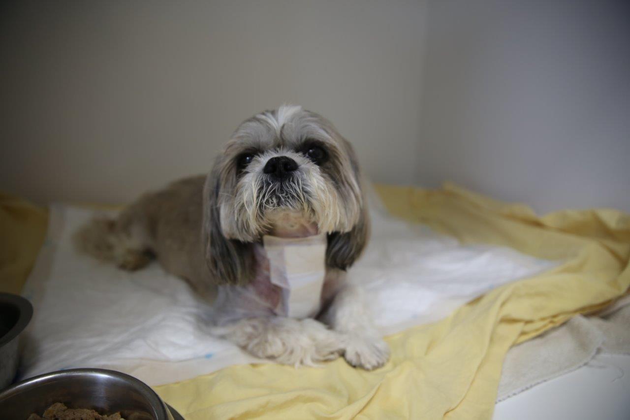 Shih Tzu recovering in wards after spinal surgery