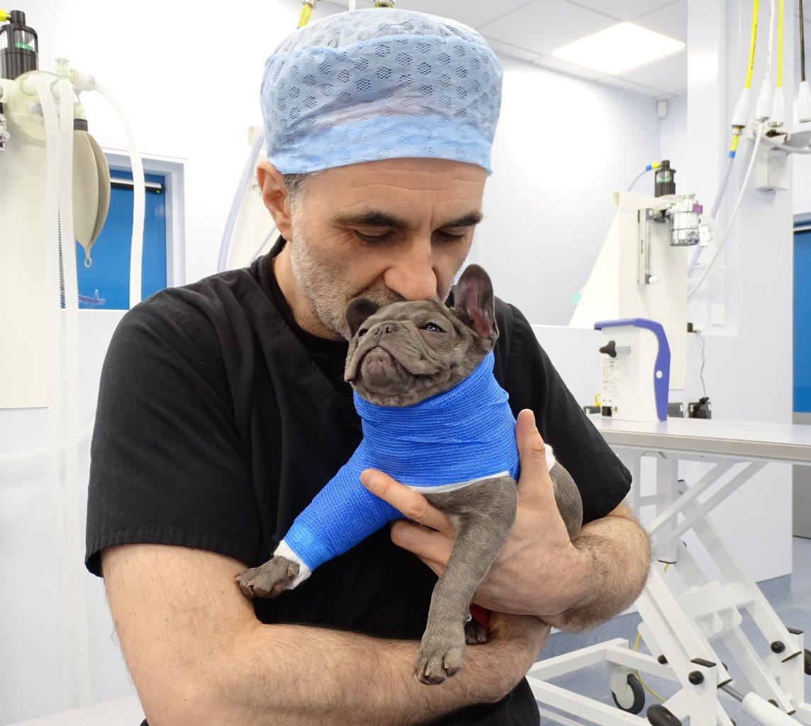 French Bulldog puppy with The Supervet, Noel Fitzpatrick