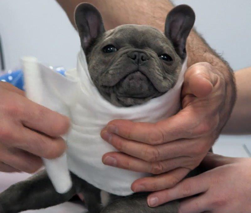 French Bulldog puppy on Supervet