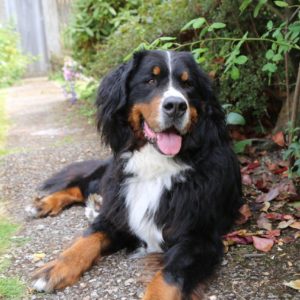 Bernese Mountain Dog in the garden