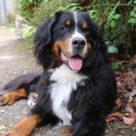 Bernese Mountain Dog in the garden