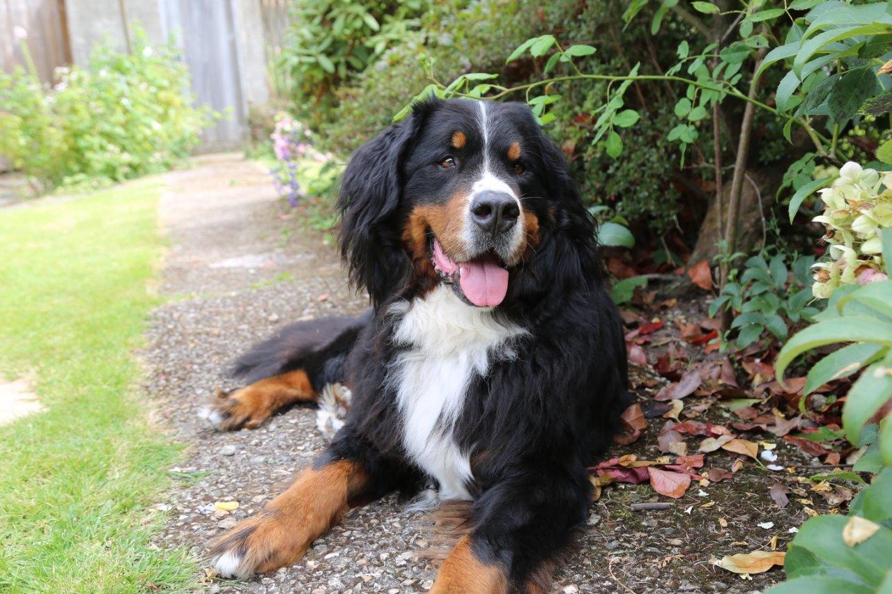 Bernese Mountain Dog in the garden