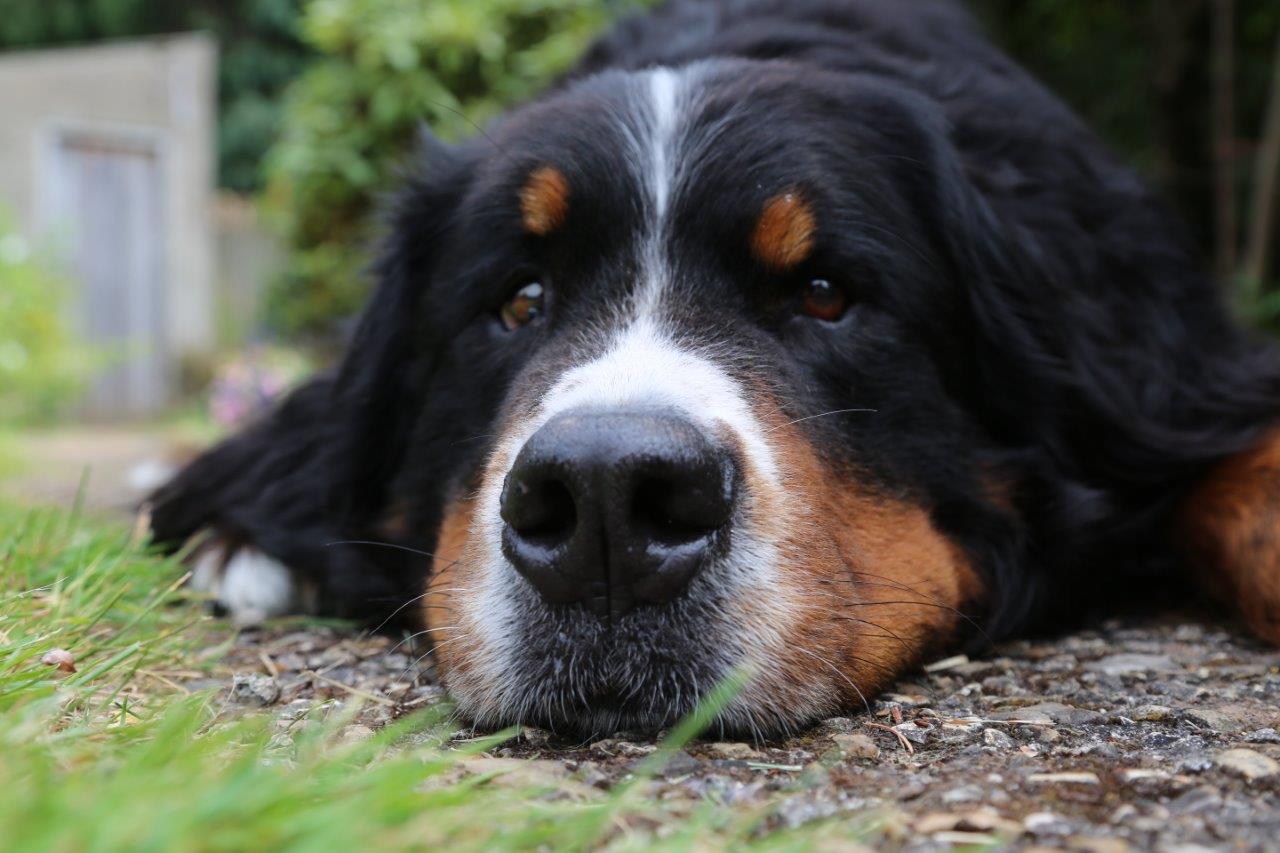 Bernese Mountain Dog resting in the garden