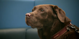 Chocolate Labrador patient Brandi on The Supervet