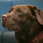 Chocolate Labrador patient Brandi on The Supervet