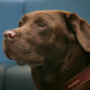 Chocolate Labrador patient Brandi on The Supervet