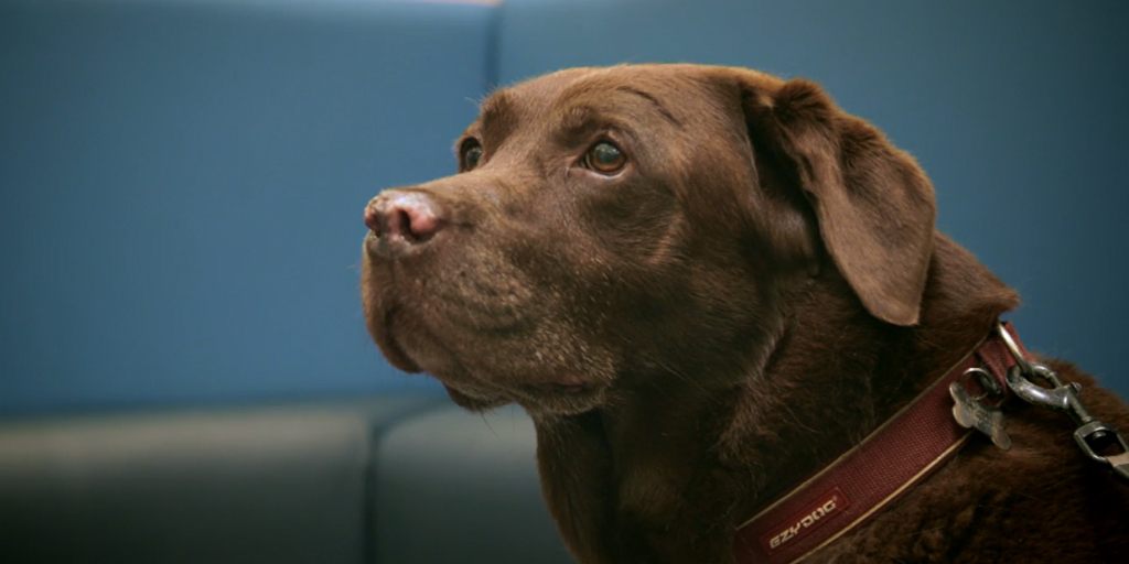 Chocolate Labrador patient Brandi on The Supervet