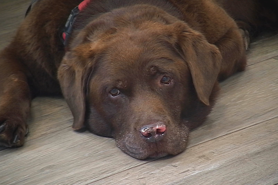 Chocolate Labrador patient Brandi on The Supervet