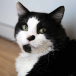 Elmo a feline patient featured on The Supervet Series 15 episode 1