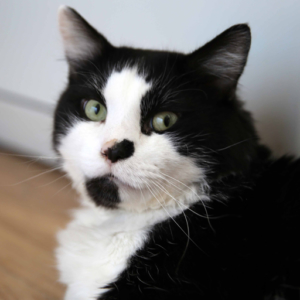 Elmo a feline patient featured on The Supervet Series 15 episode 1