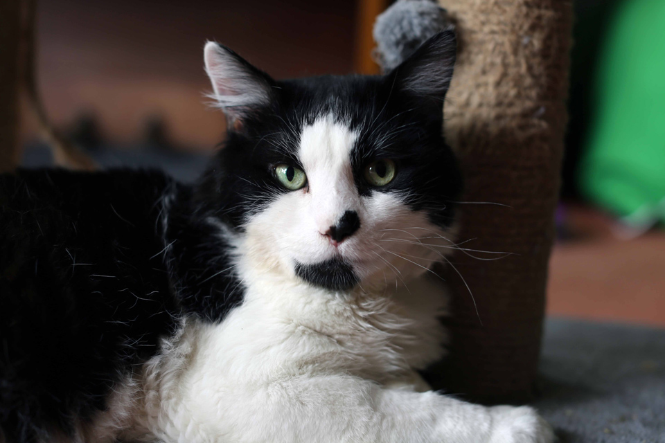 Domestic cat Elmo at home