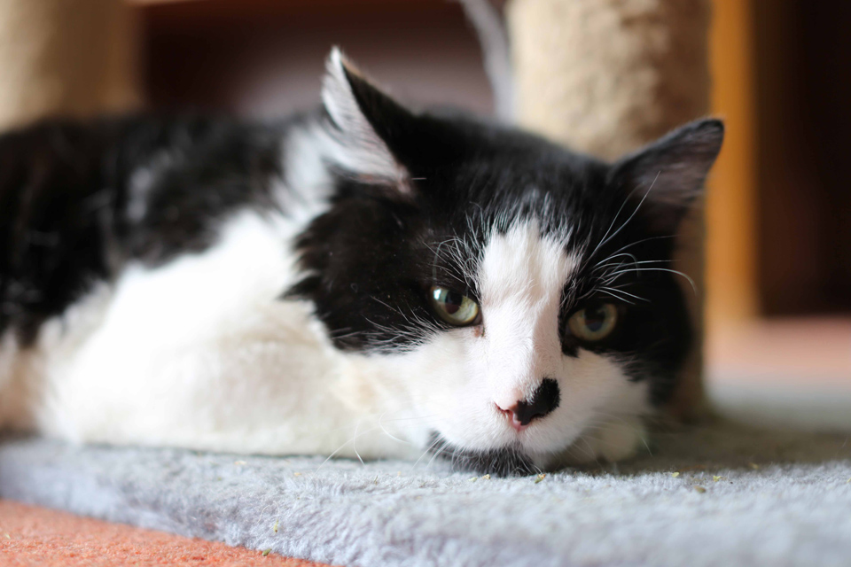 Domestic cat Elmo relaxing at home