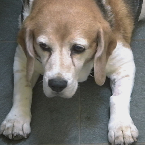 Beagle Lola on The Supervet