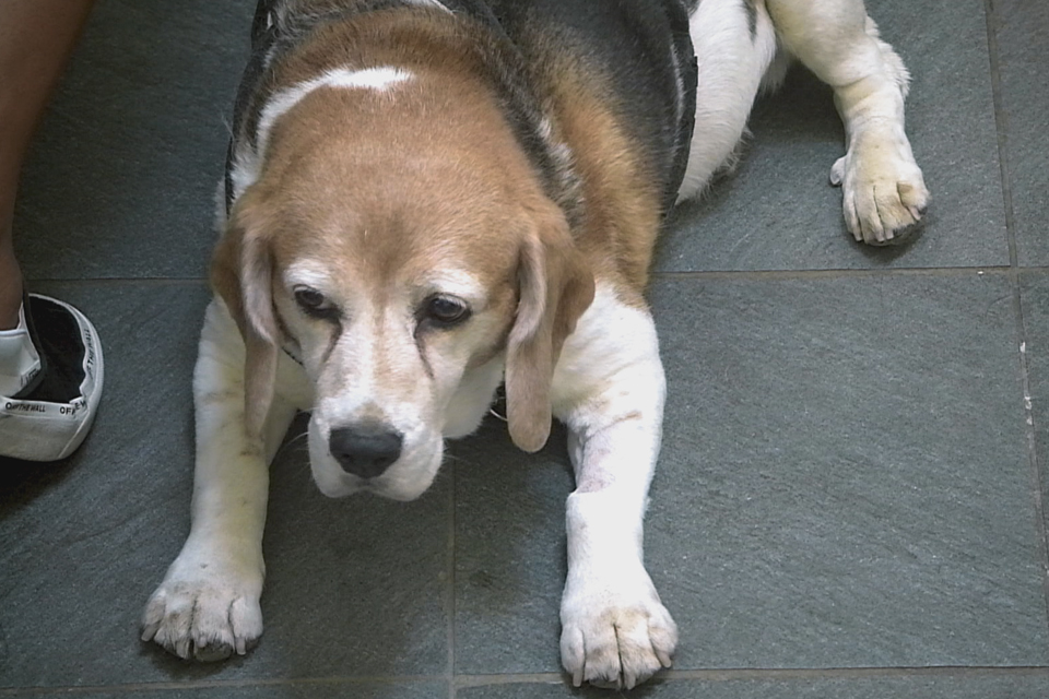 Beagle Lola on The Supervet