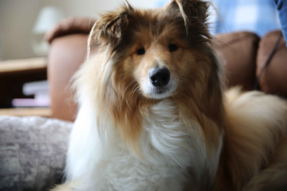 Rough Collie Merida at home