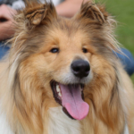 Rough Collie Merida outside in garden