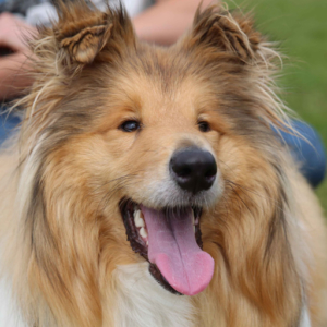 Rough Collie Merida outside in garden