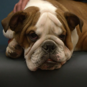 Bulldog puppy Molly