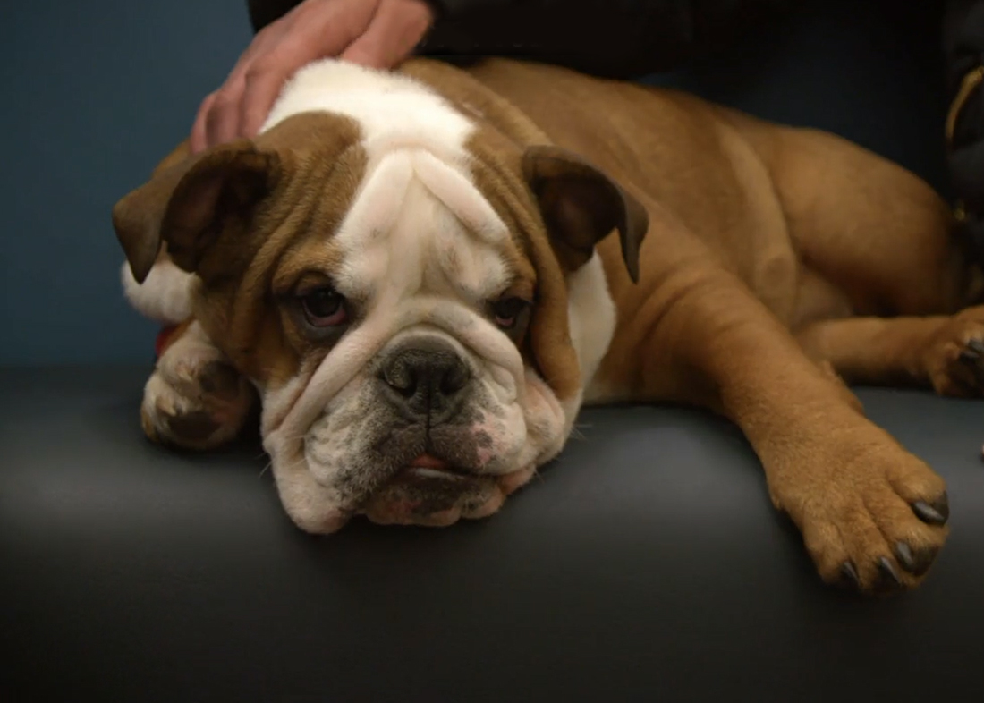 Bulldog puppy Molly